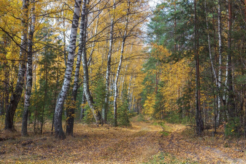 Усманский бор, фото Руслана Вострикова