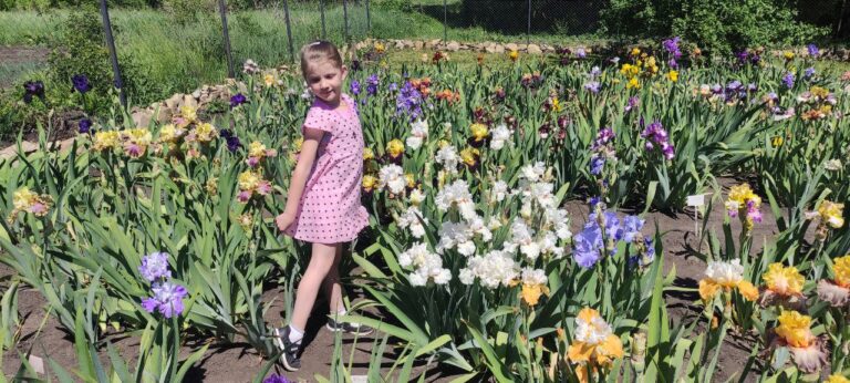 Сад ирисов Елены Рожковой